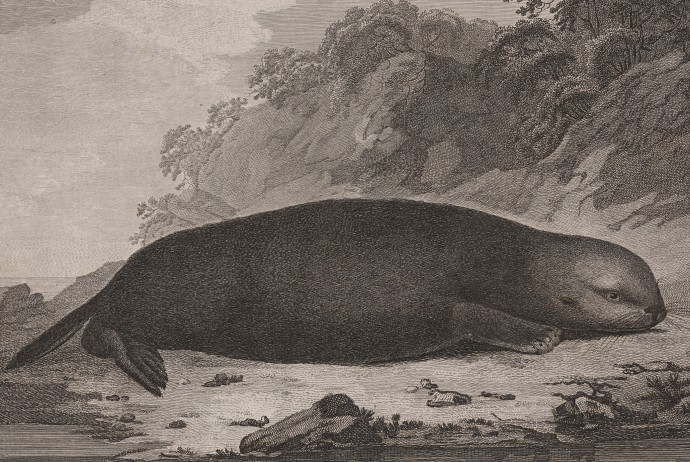 John Webber's "Sea Otter" (1788)